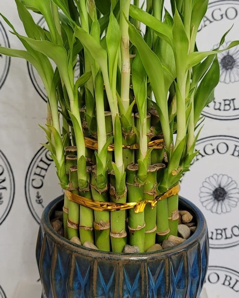 Lucky Bamboo (Dracaena sanderiana)