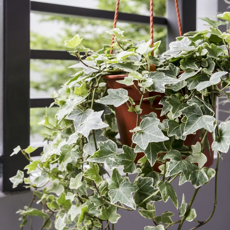 English Ivy (Hedera helix)