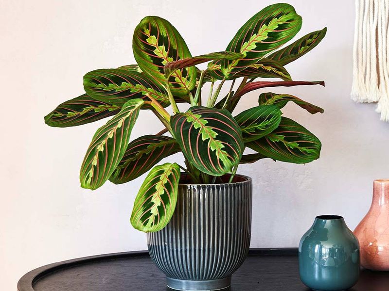 Prayer Plant's Nighttime Movement