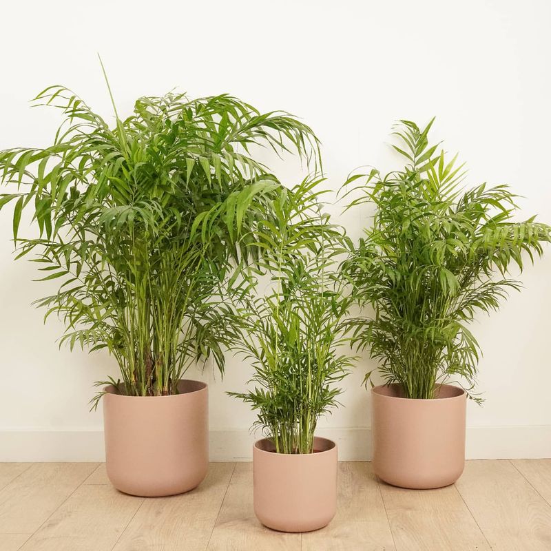 Parlor Palm