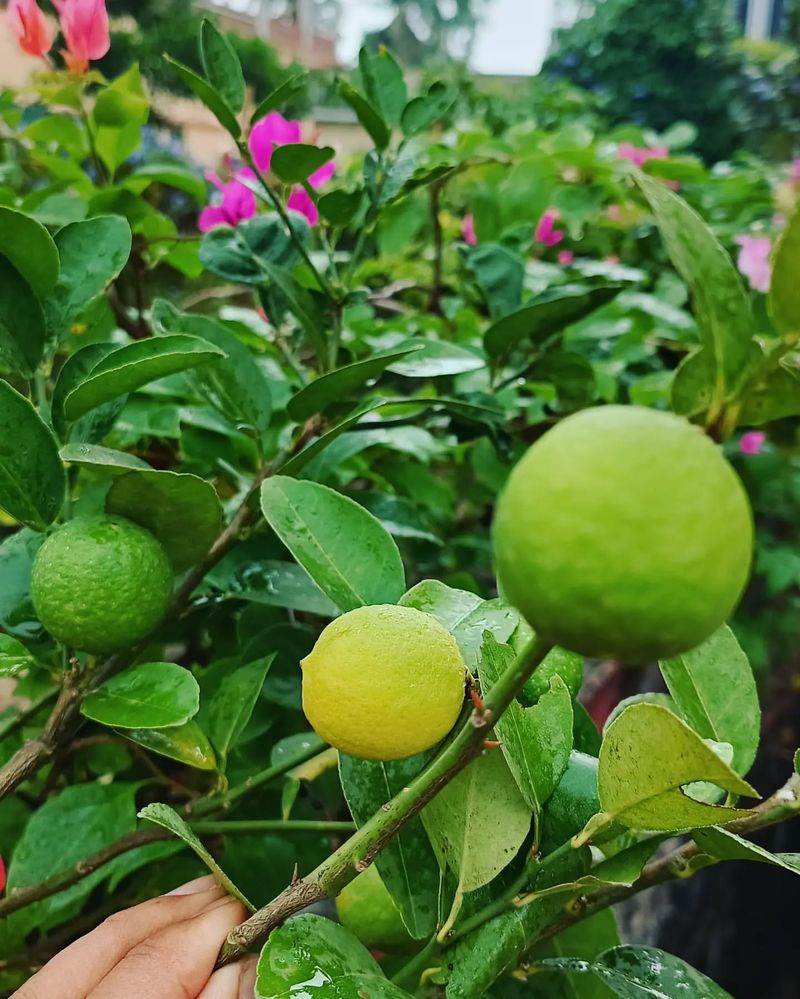 Lemon Tree Dreams