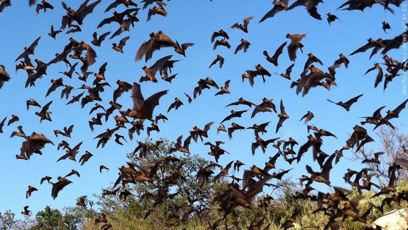 Bats' Mysterious Movements
