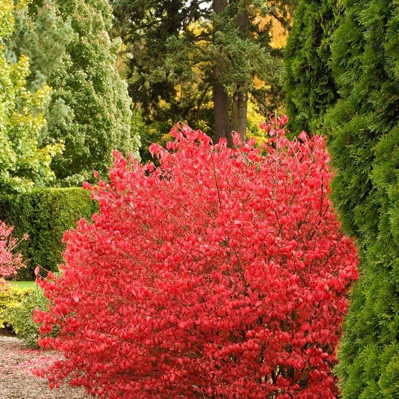 Fiery Burning Bush