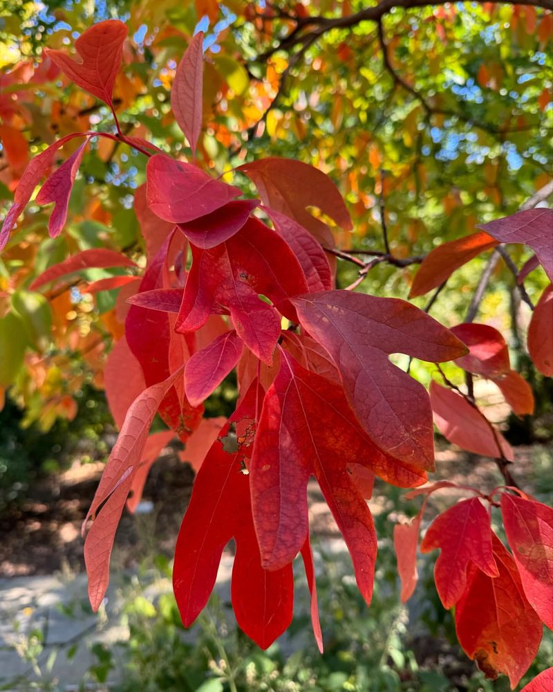 Fragrant Sassafras