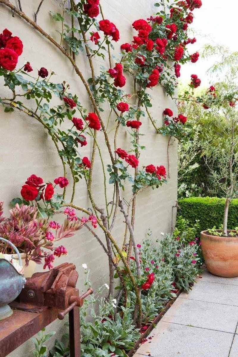 Chair Frames Supporting Climbing Roses