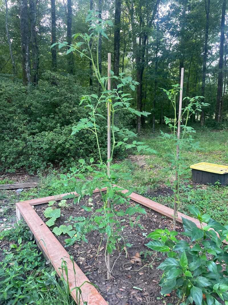 Leggy Growth