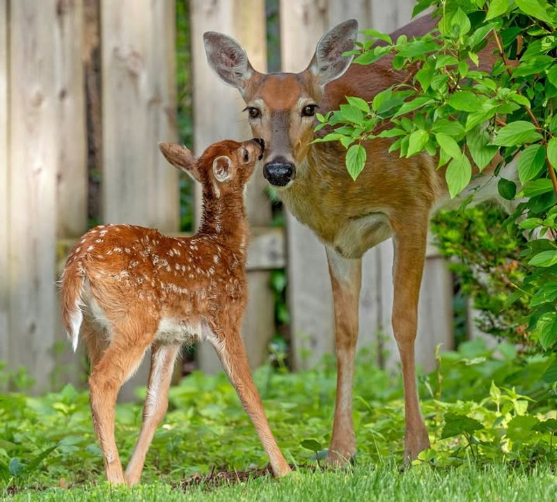 Appreciate The Wildlife Connection