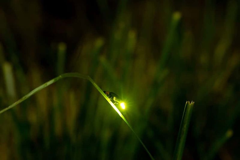 Loss Of Native Plants