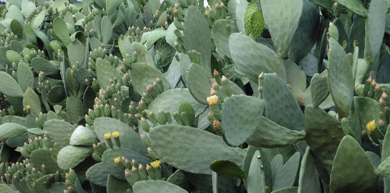 Fire-Resistant Cactus Barriers