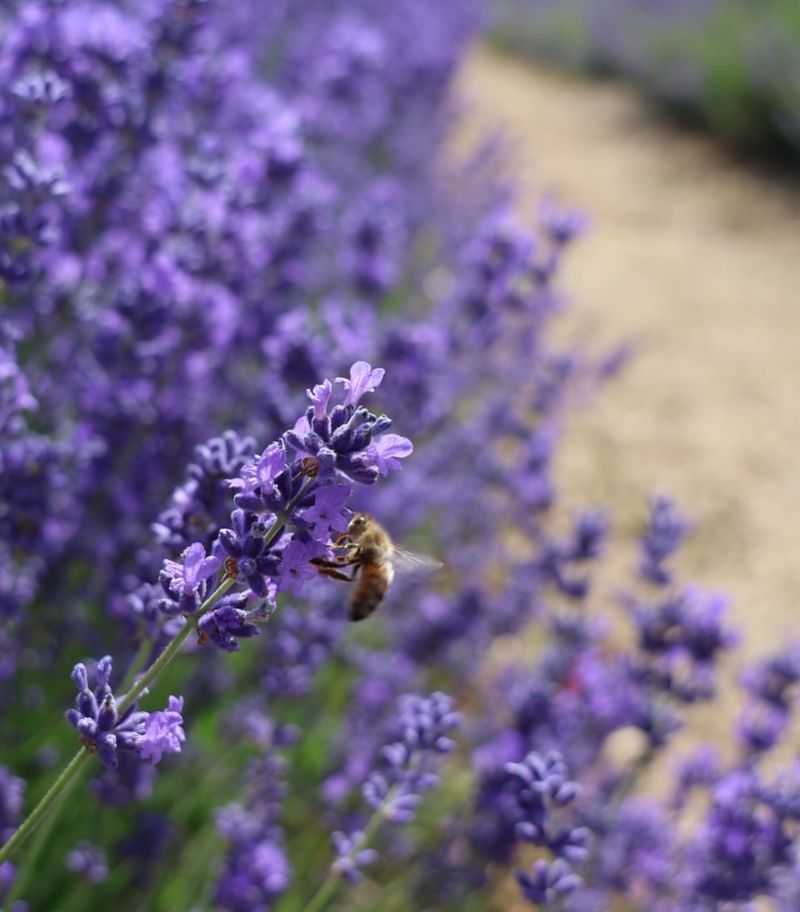 Stress-Busting Fragrance