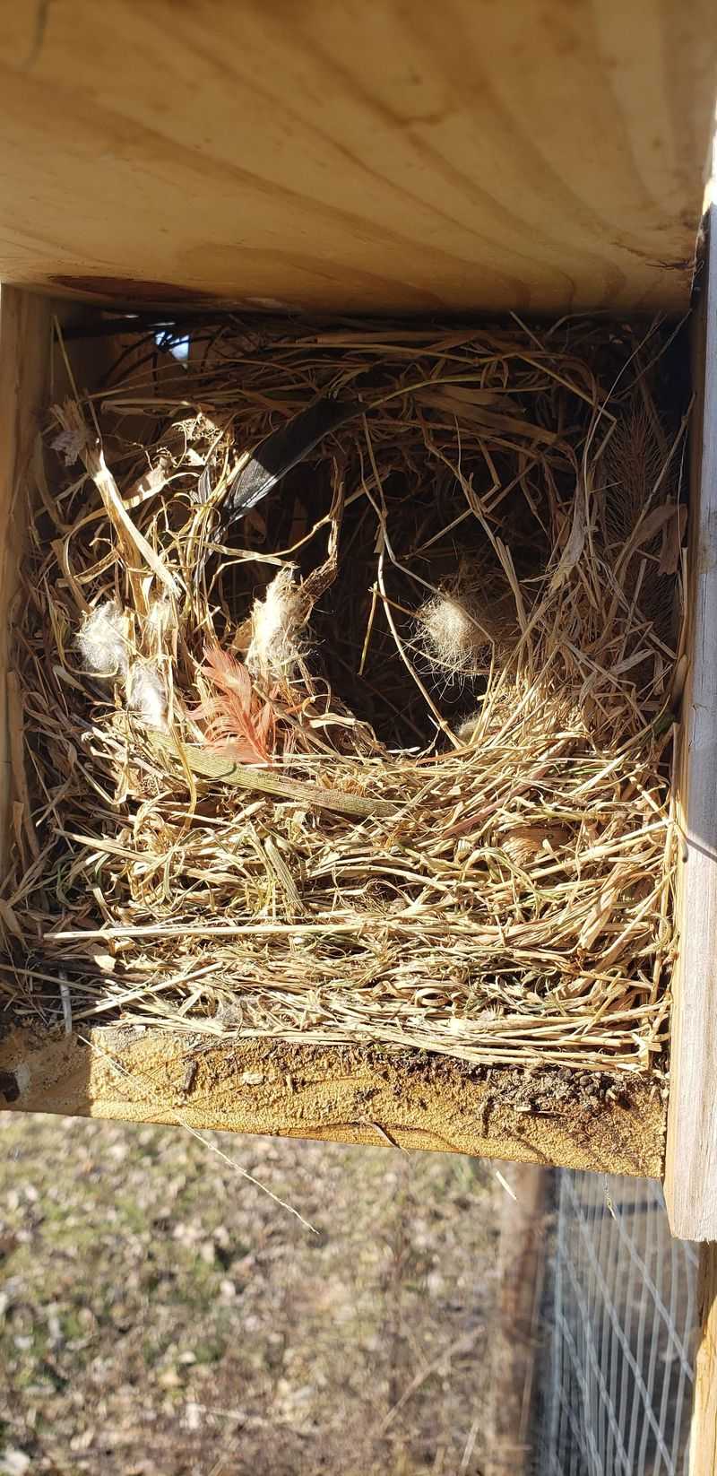 Nesting Site Security