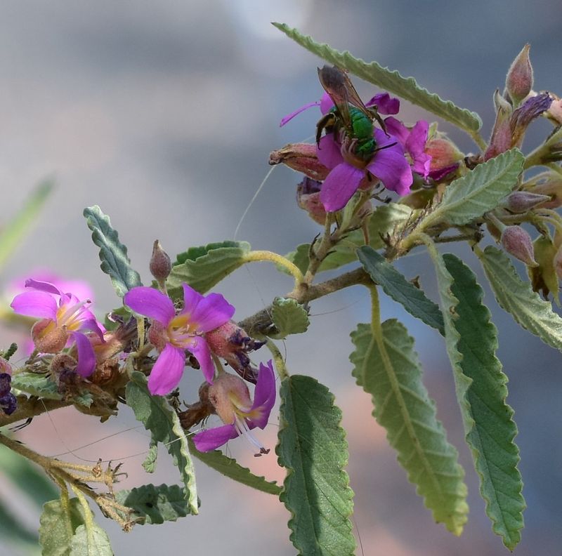 Seed Production Attracts Finches and Songbirds