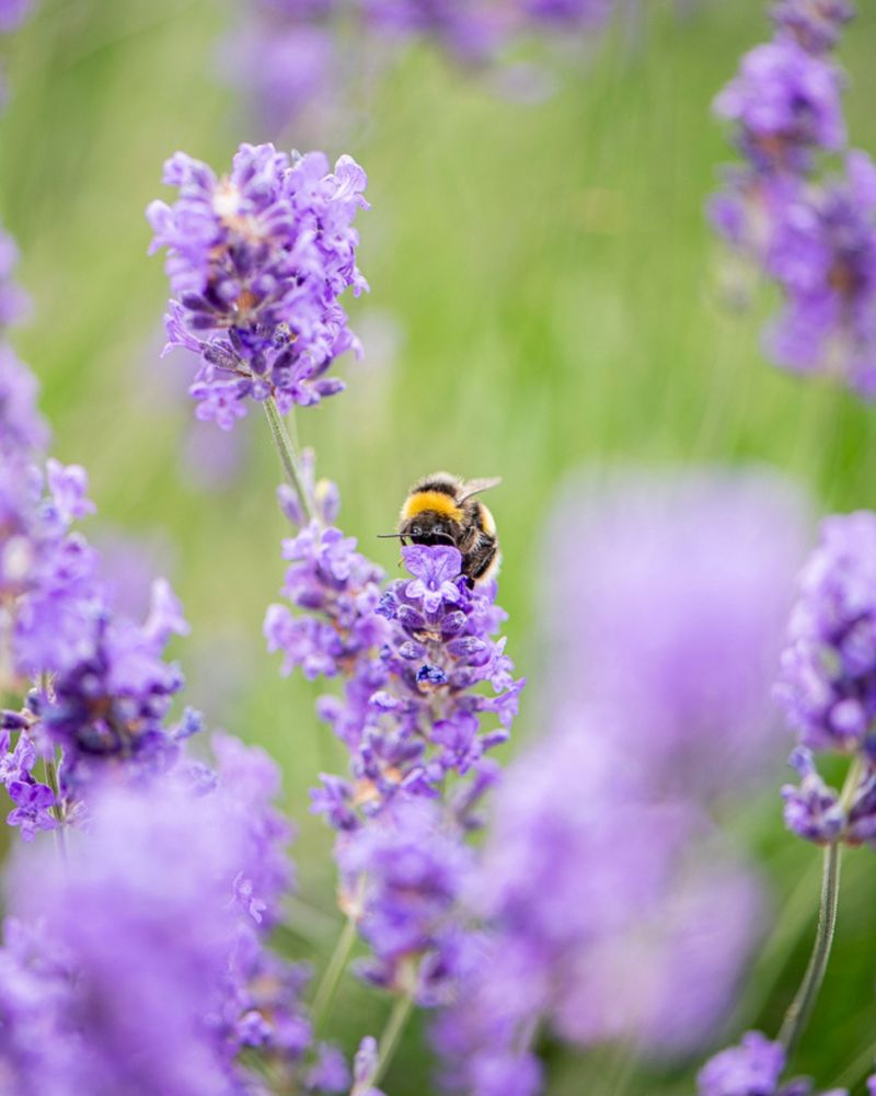 Attracts Pollinators To Your Garden