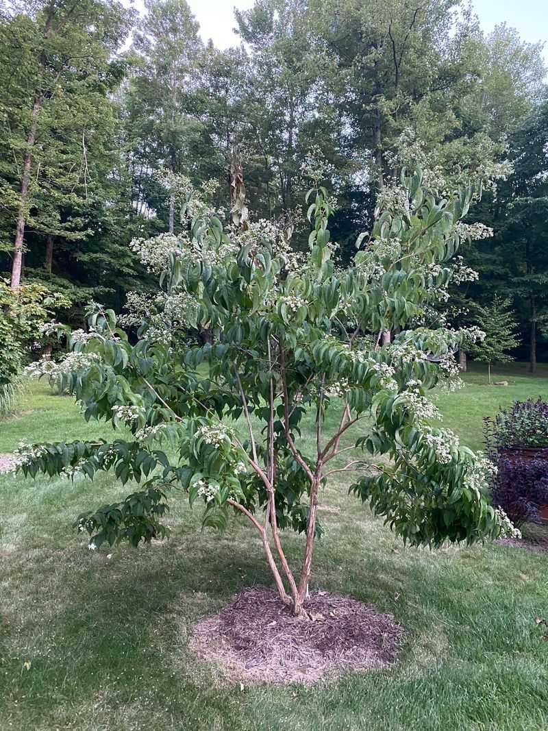 Surprisingly Easy to Grow Despite Exotic Origins