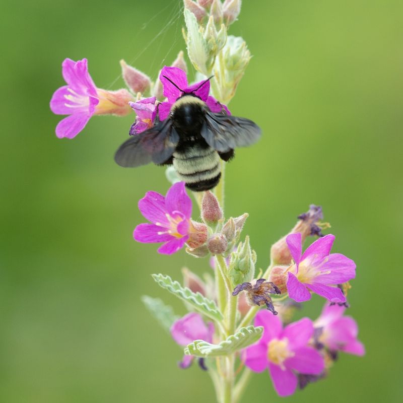 Native Bee Haven With Room Service