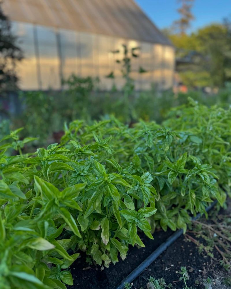Mosquito-Repelling Basil Shrub