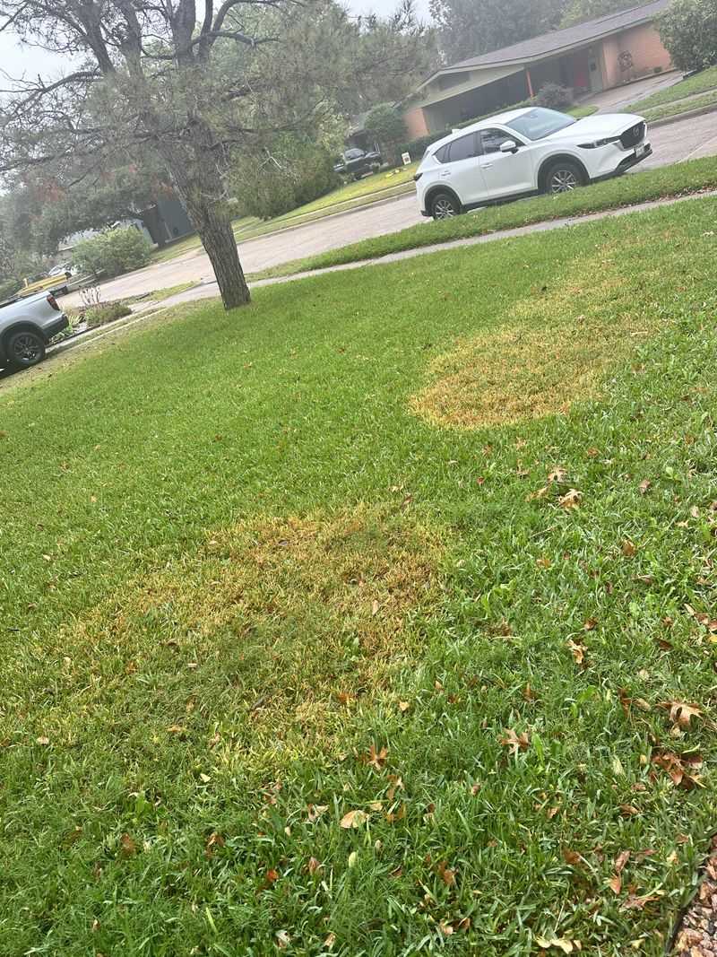 Chinch Bug Invasion