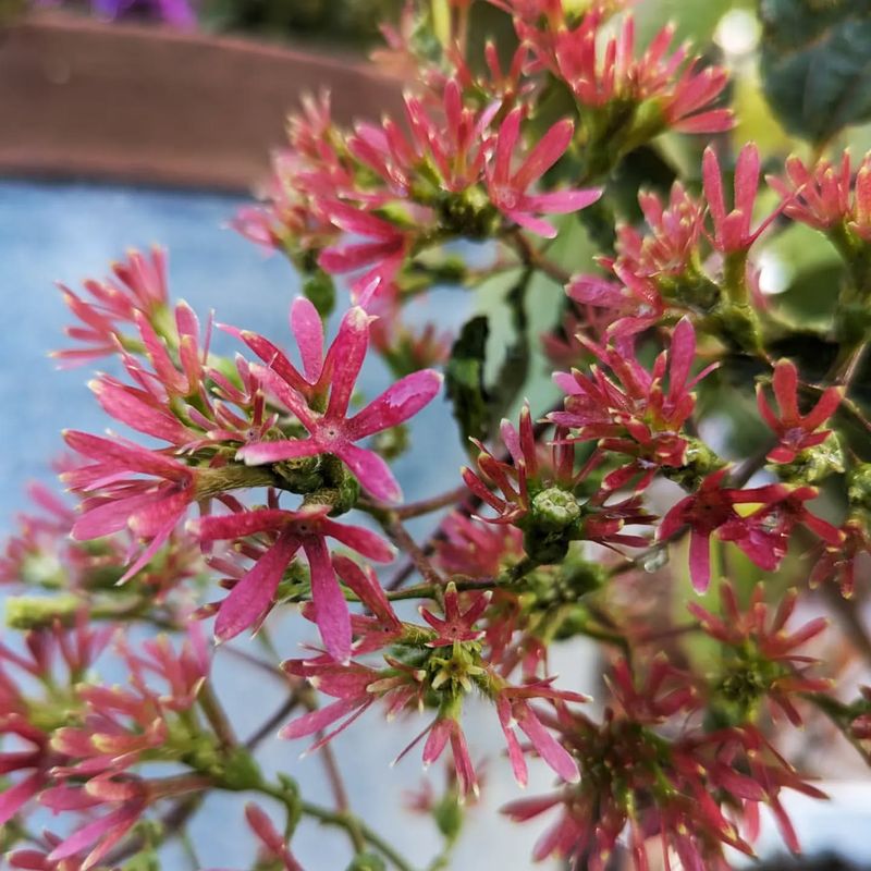 Stunning Red Sepals Create A Two-Stage Color Show