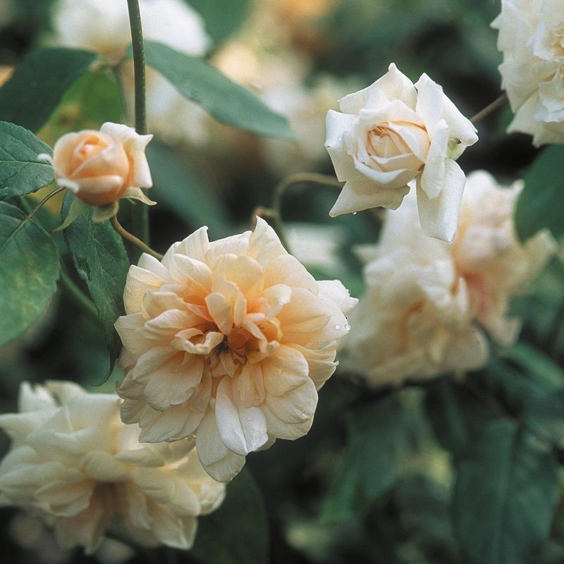 Perle d'Or - The Apricot Wonder