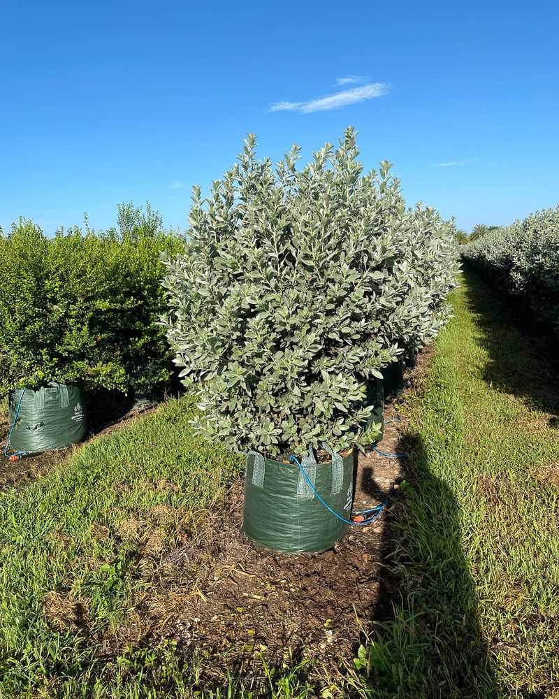 Silver Buttonwood