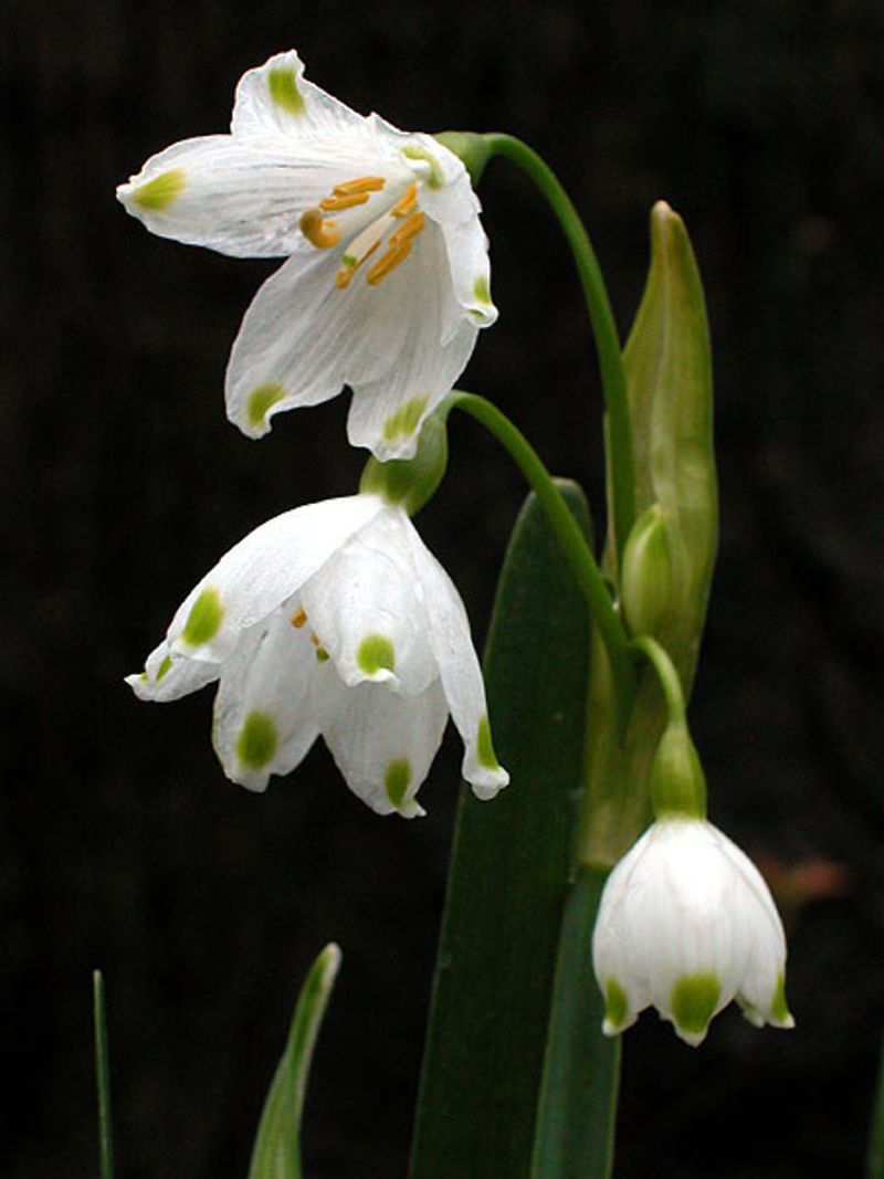 Summer Snowflake (Leucojum aestivum)