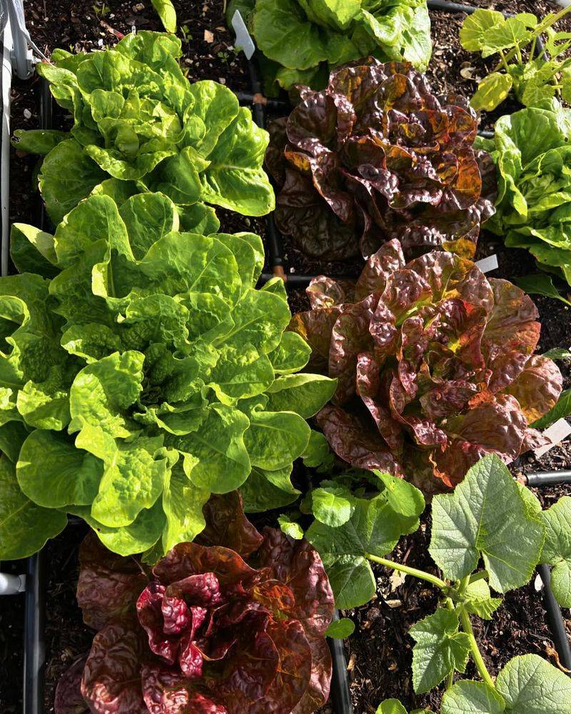 Fall Lettuces
