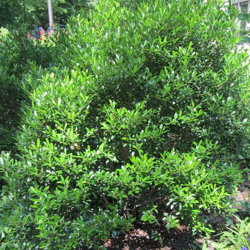 Inkberry Holly (Ilex glabra)