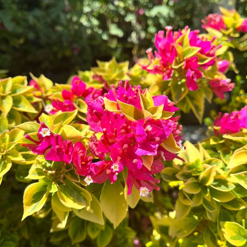 Dwarf Bougainvillea