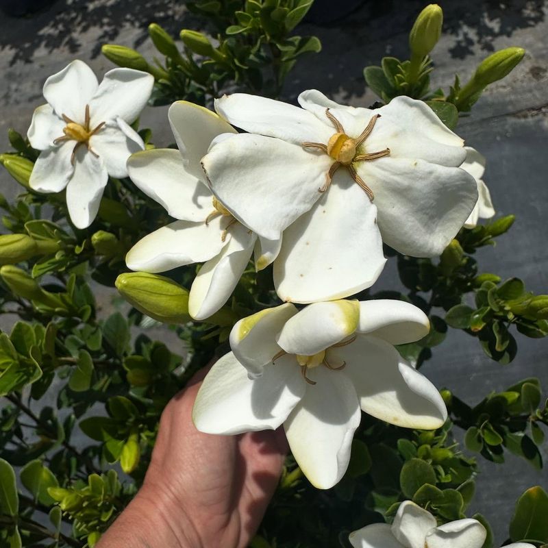 Miniature Gardenia