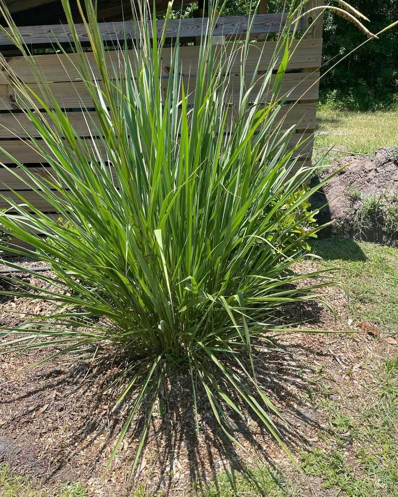 Dwarf Fakahatchee Grass