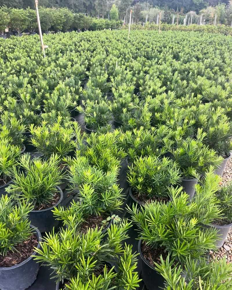 Dwarf Japanese Yew