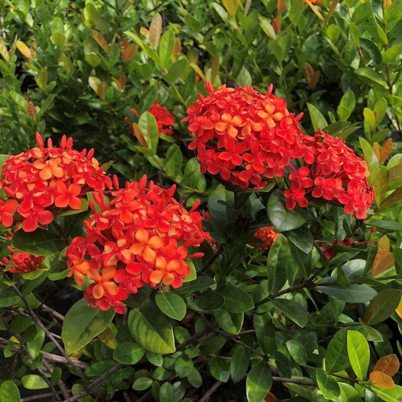 Dwarf Ixora