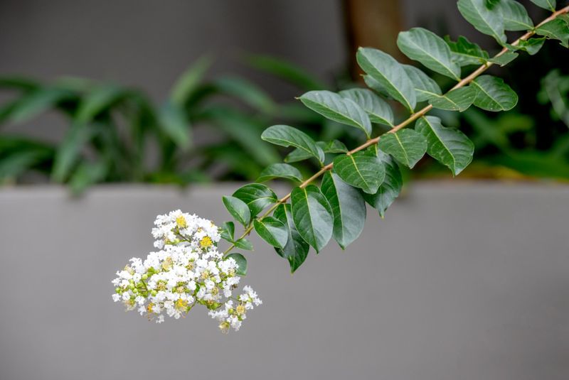 Compact Myrtle