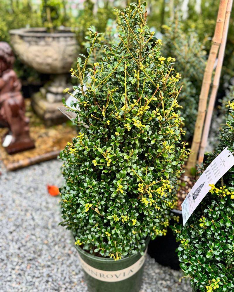Compact Japanese Holly
