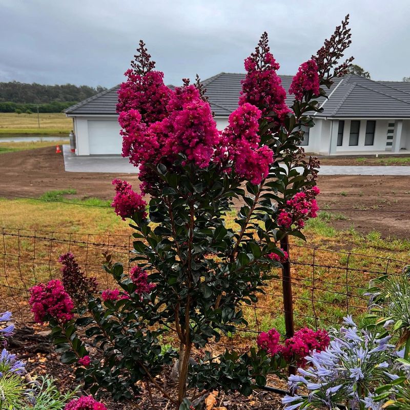 Dwarf Crape Myrtle