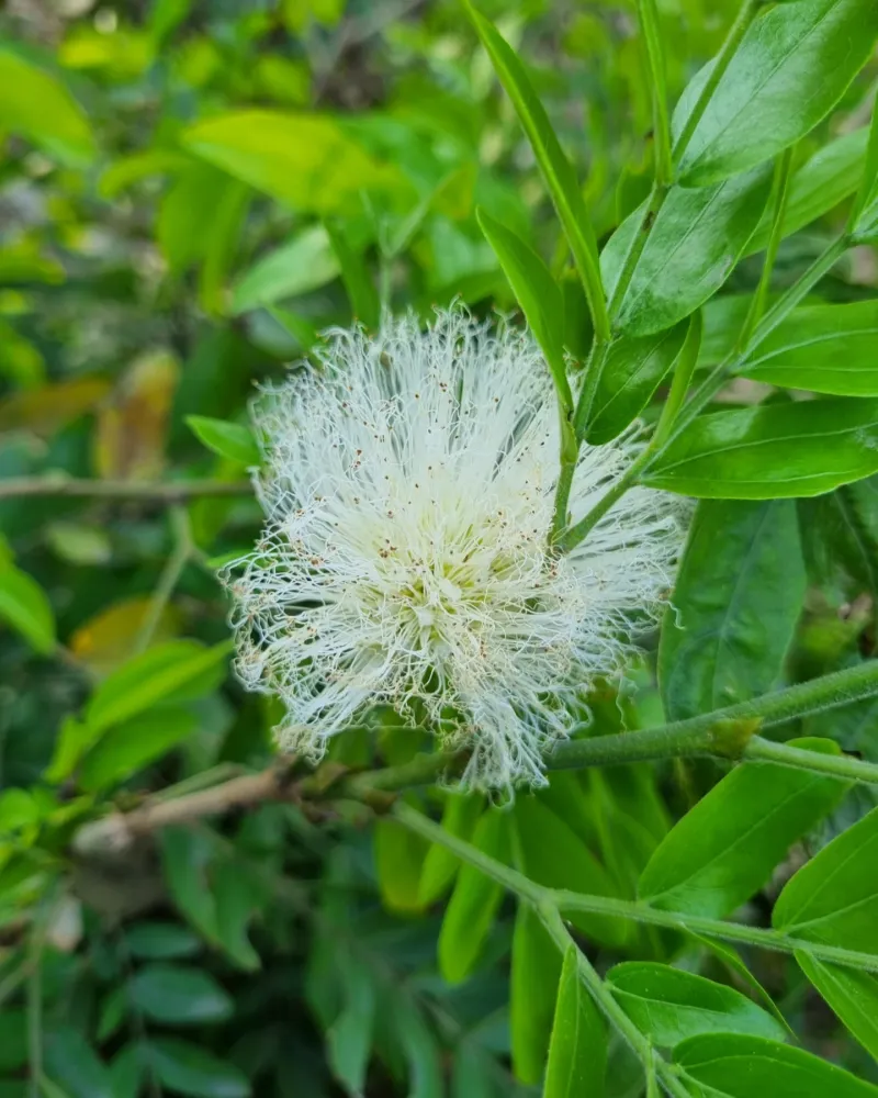 Miniature Powder Puff