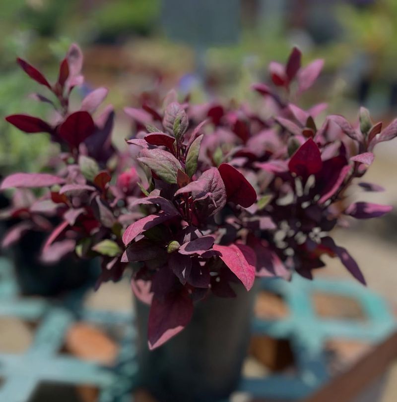 Alternanthera 'Purple Knight'
