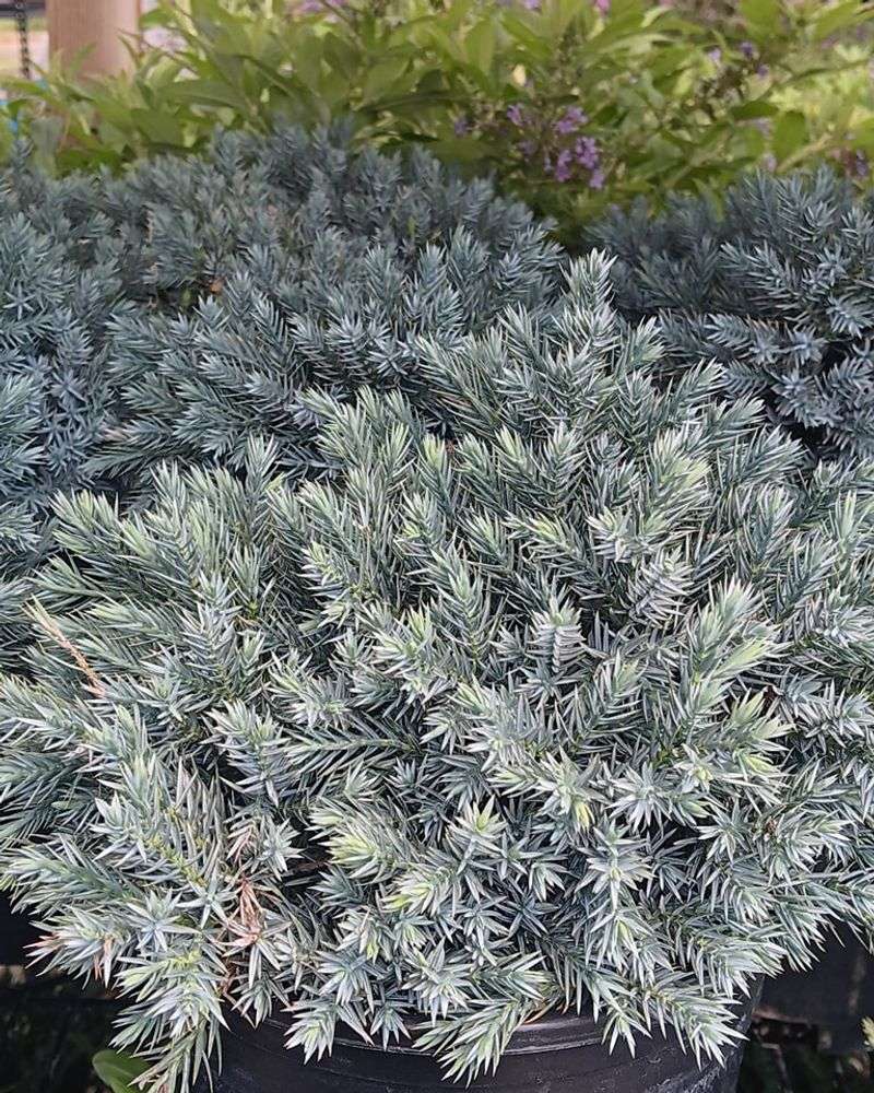 Blue Star Juniper