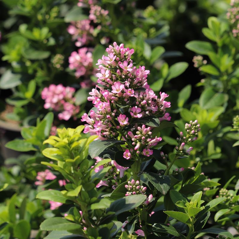 Compact Escallonia