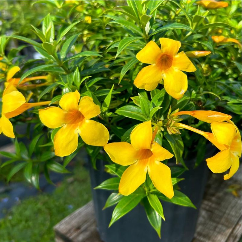 Dwarf Allamanda