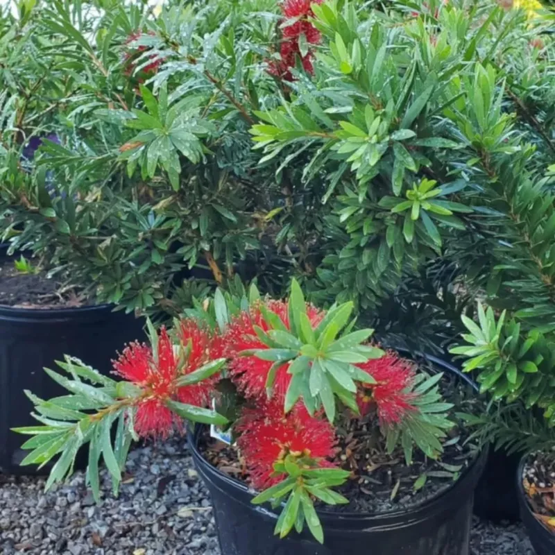 Dwarf Bottlebrush