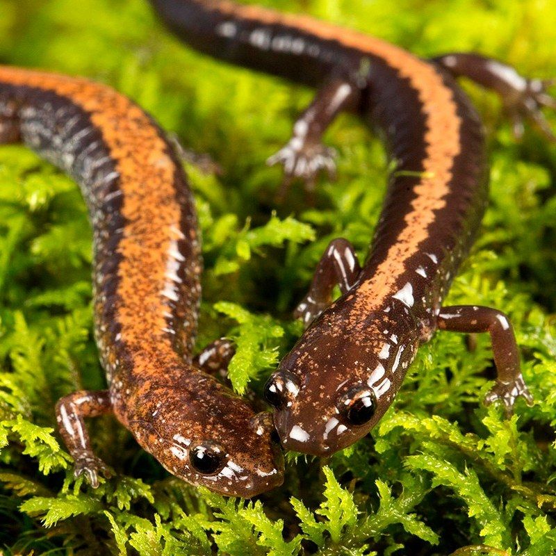 Shenandoah Salamander