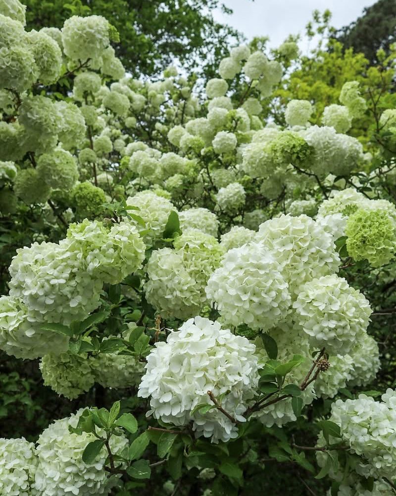 Chinese Snowball Viburnum