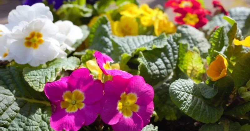 Primrose: Woodland Jewels For Shady Spots