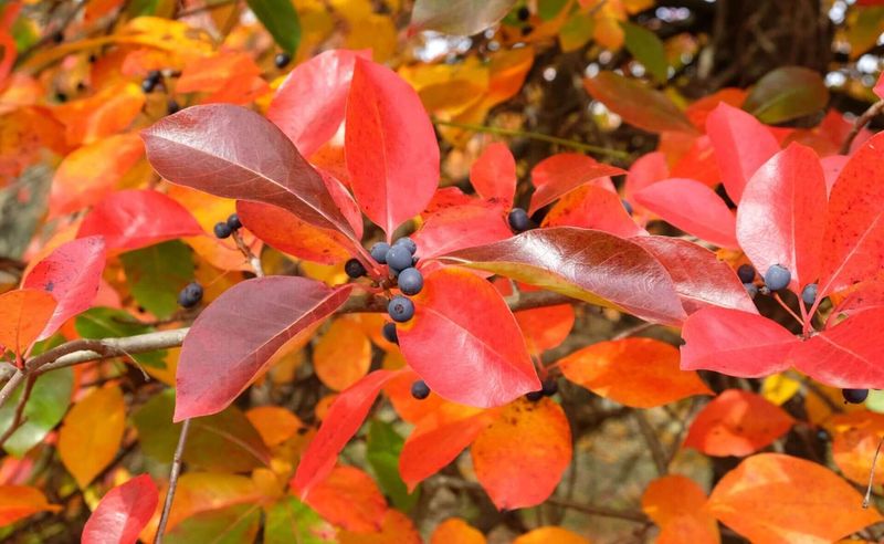 Spectacular Color Show Attracts Attention