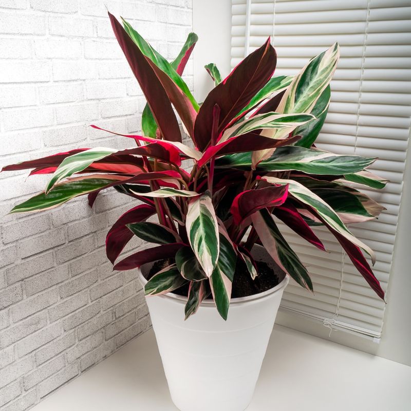 Stromanthe