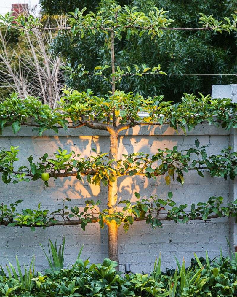 Drought-Friendly Espalier Fruit Tree Boundaries