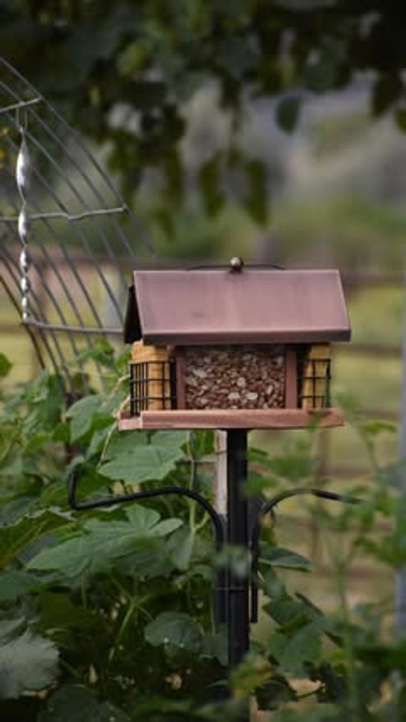 Birds Control Insect Populations