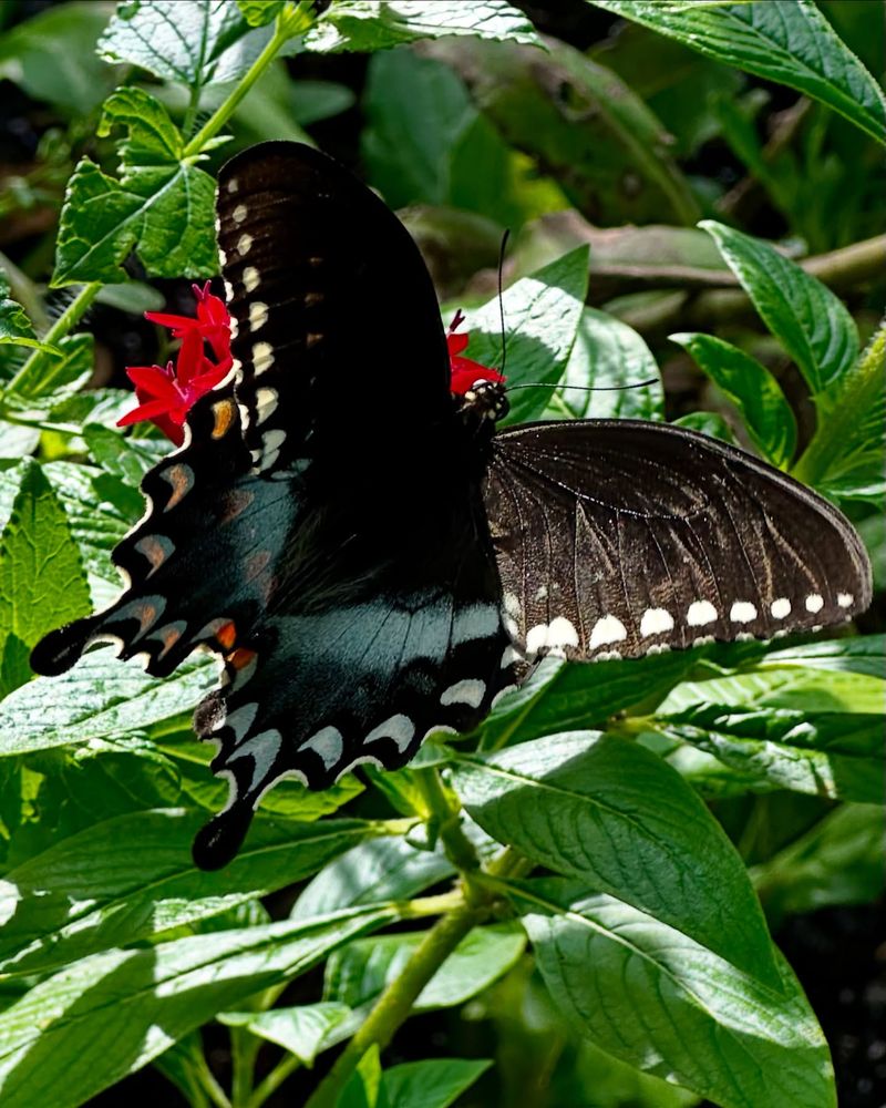 Butterflies