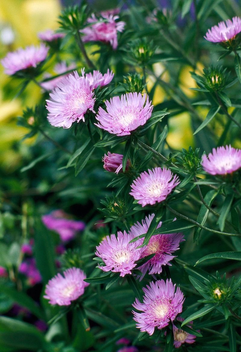 Winter Survival Rates Improve With Fall Staking